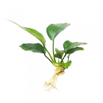 Anubias barteri var nana short ADET