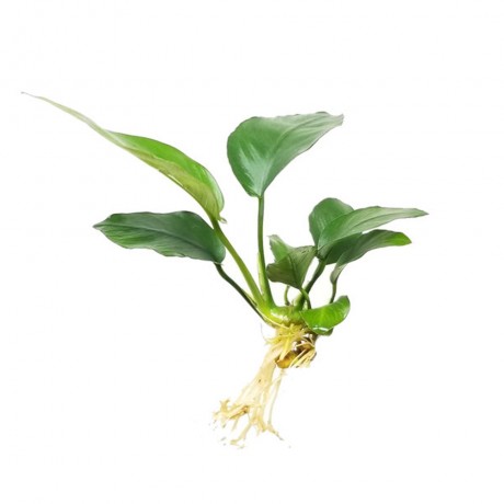 Anubias barteri var nana short ADET