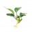 Anubias barteri var nana short ADET