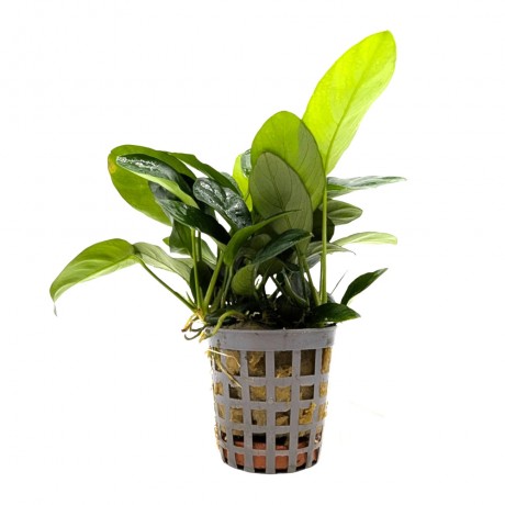 Anubias barteri var nana short ADET