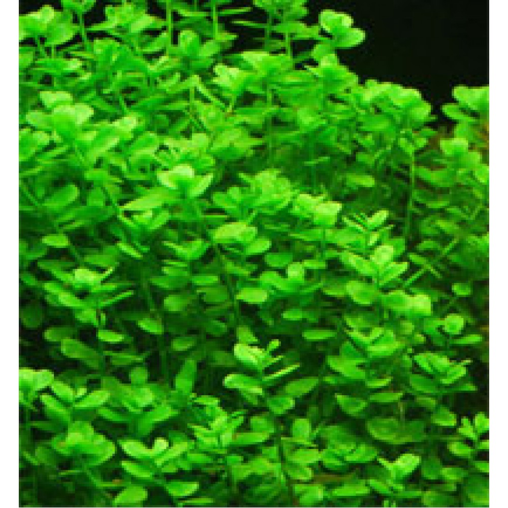 Bacopa monnieri BUKET