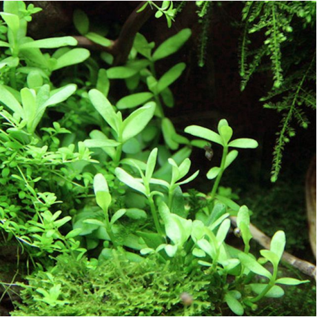 Bacopa monnieri SAKSI