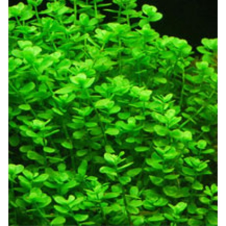 Bacopa monnieri SAKSI