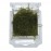 Taxiphyllum barbieri / java moss 5 gr