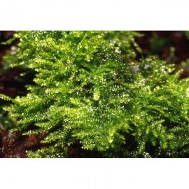Vesicularia montagnei / Christmas Moss