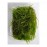 Taxiphyllum spiky moss 5 gr