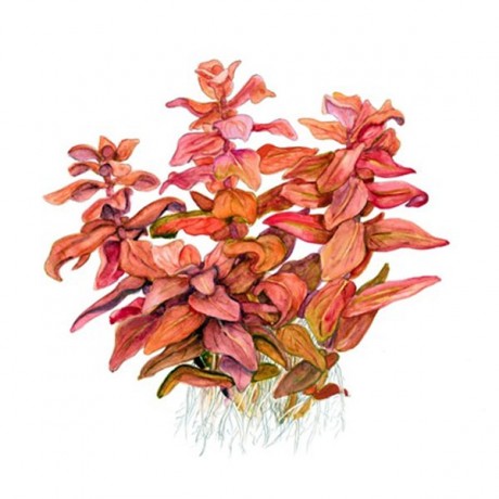 Rotala macrandra mini pink ADET