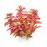 Rotala macrandra mini pink ADET