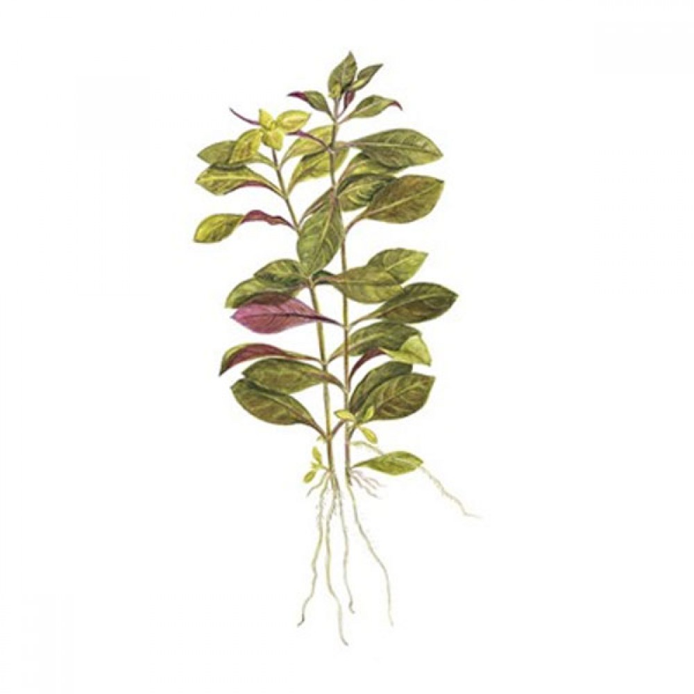 Ludwigia repens ADET