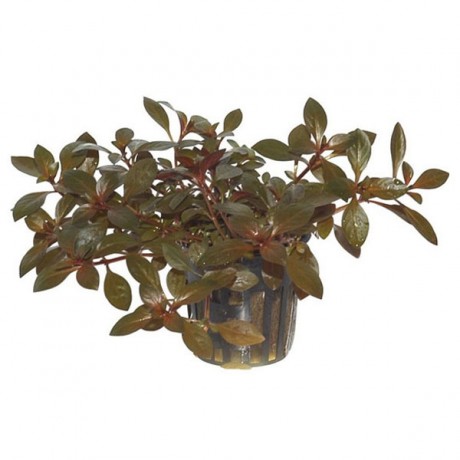 Ludwigia repens ADET