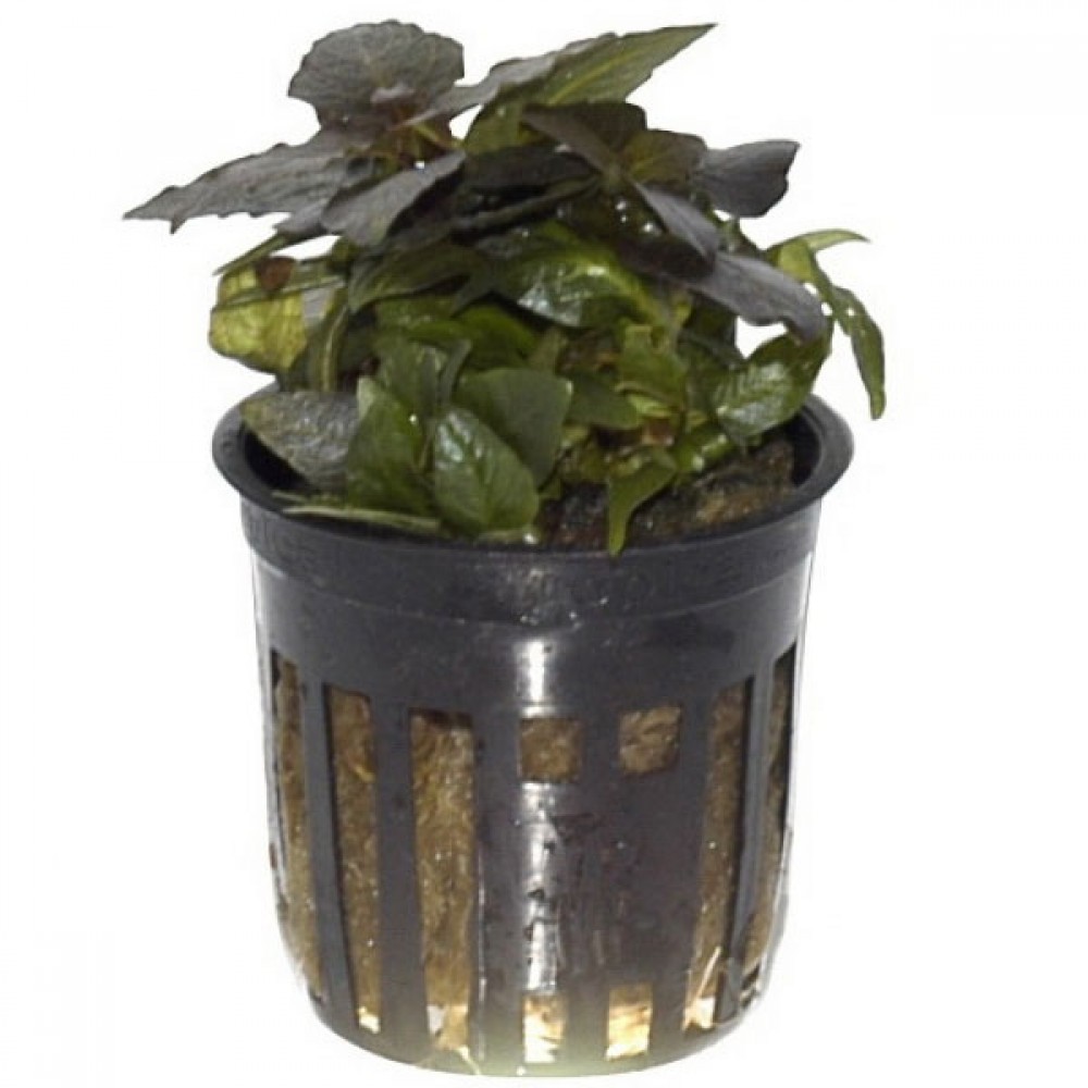 Hygrophila compact ADET