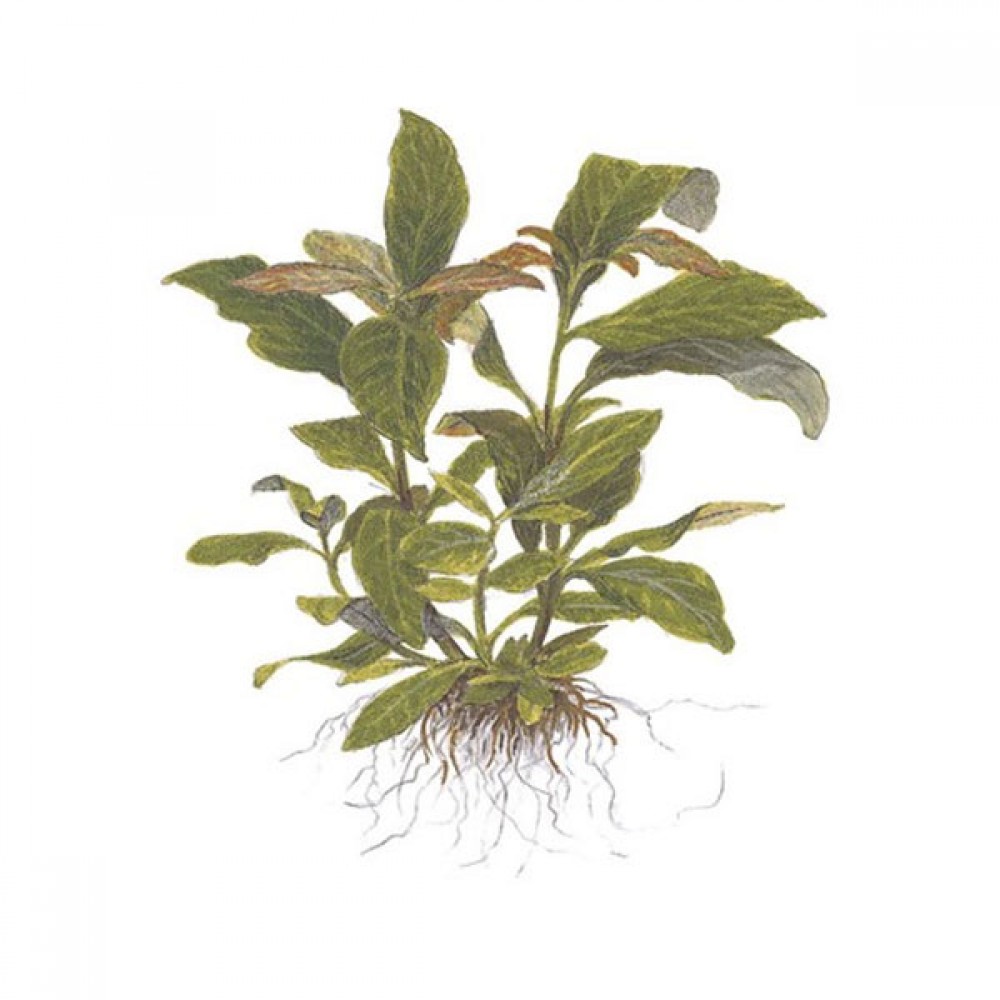 Hygrophila siamensis ADET