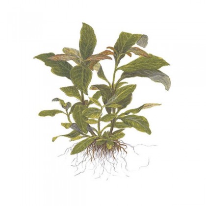 Hygrophila siamensis ADET