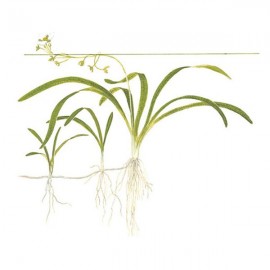 Sagittaria subulata TEK KÖK