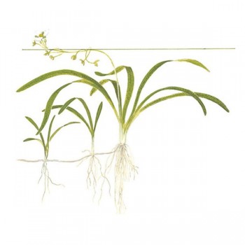 Sagittaria subulata TEK KÖK