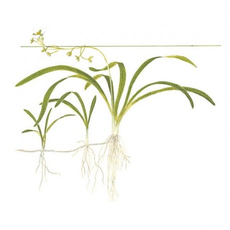 Sagittaria subulata TEK KÖK