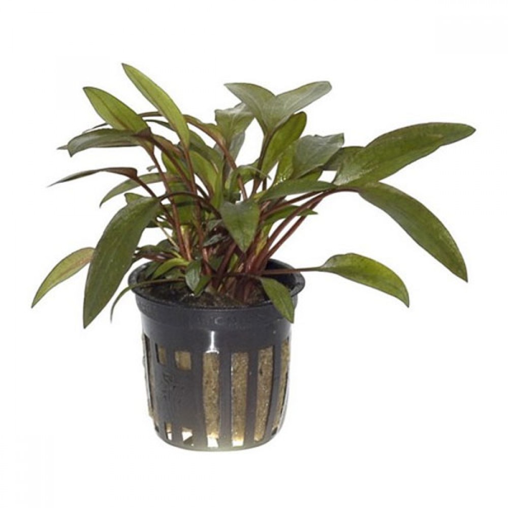 Cryptocoryne beckettii petchii ADET