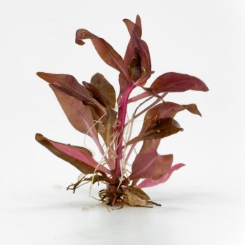 Alternanthera reineckii mini ADET