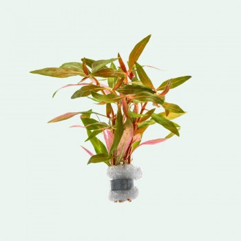 Alternanthera reineckii mini DEMET