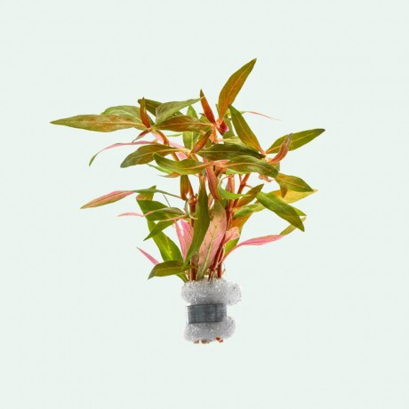 Alternanthera reineckii mini DEMET