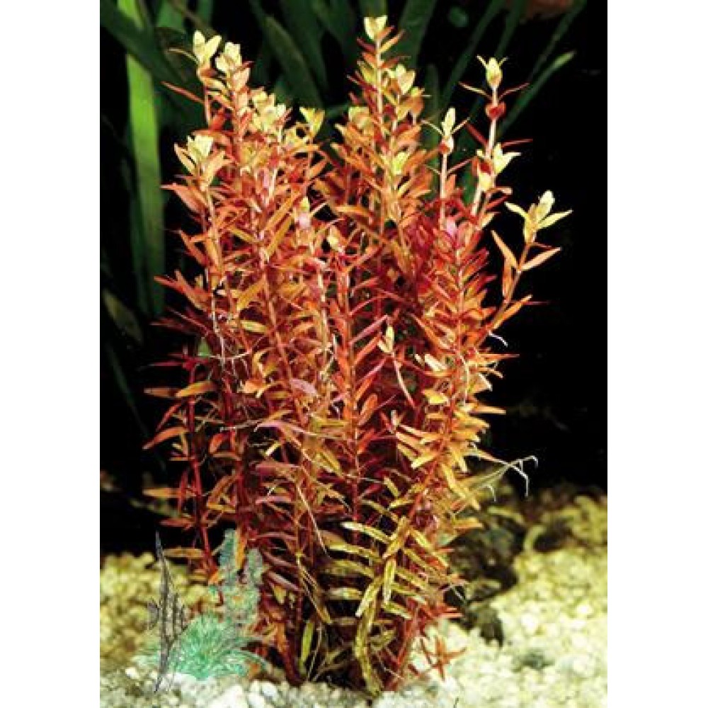 Rotala indica (Rotala rotundifolia) DEMET