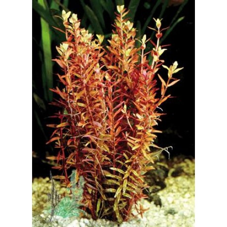 Rotala indica (Rotala rotundifolia) SAKSI