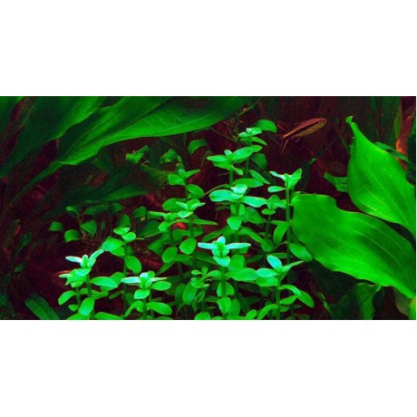 Bacopa madagascariensis TEK DAL