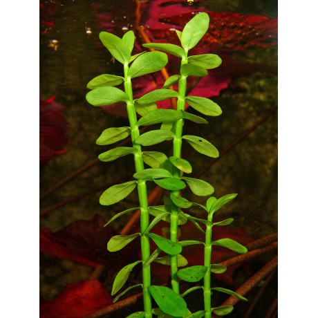 Bacopa madagascariensis TEK DAL