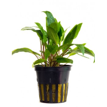 Cryptocoryne willisii SAKSI