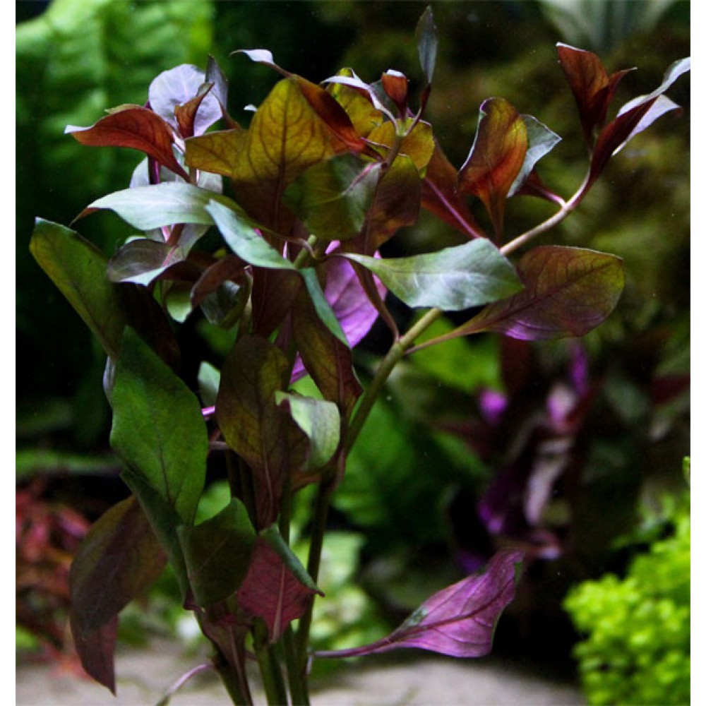 Ludwigia glandulosa (peruensis diamond) SAKSI