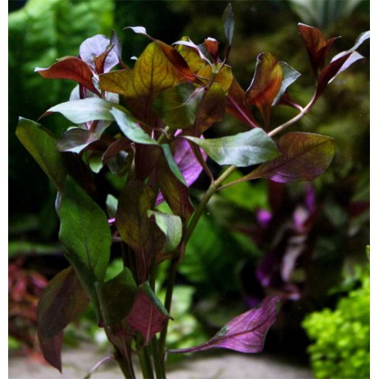 Ludwigia glandulosa (peruensis diamond) ADET