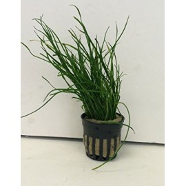 Isoetes vetata varsicula