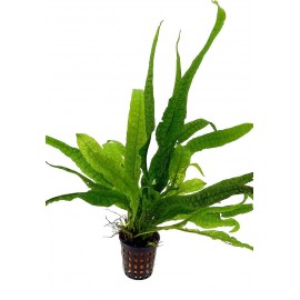 Microsorum pteropus philippine