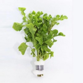 Alternanthera bettzickiana green DEMET