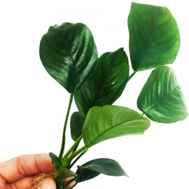Anubias barteri broad leaf mini EXVITRO