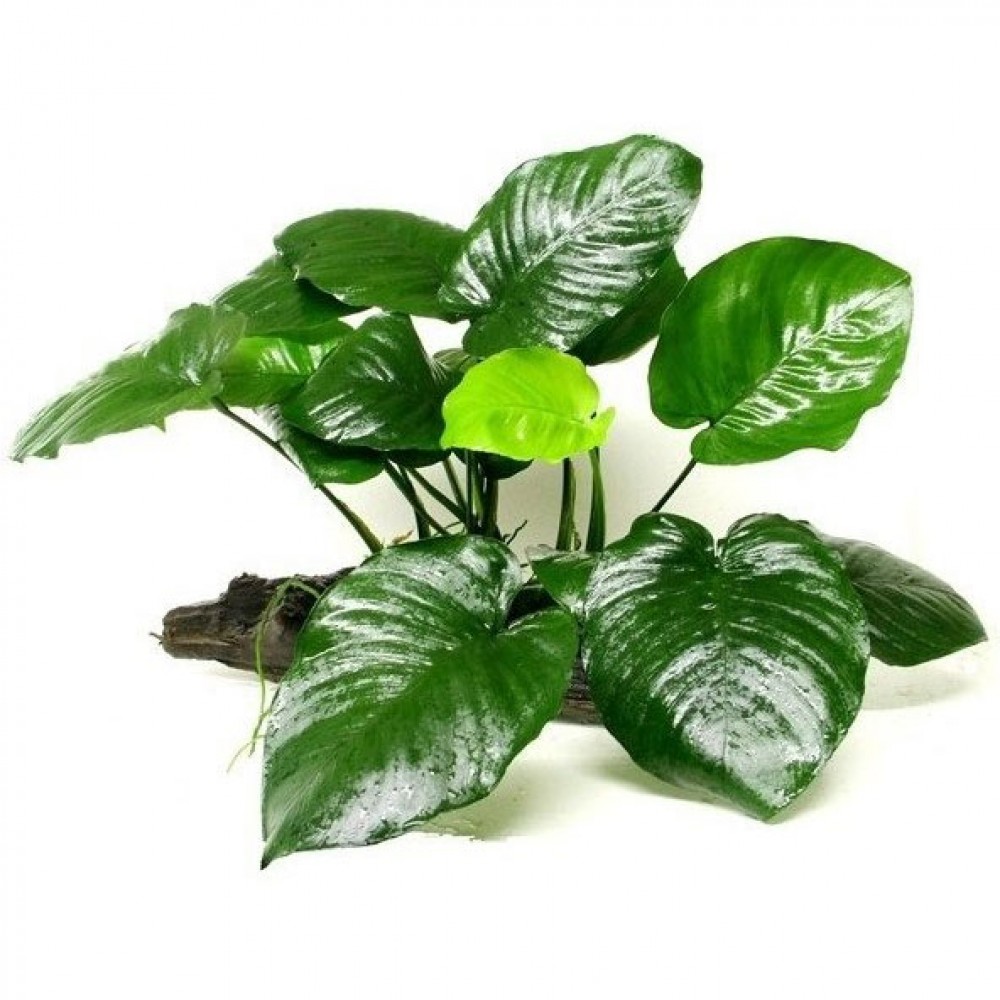 Anubias barteri broad leaf mini EXVITRO