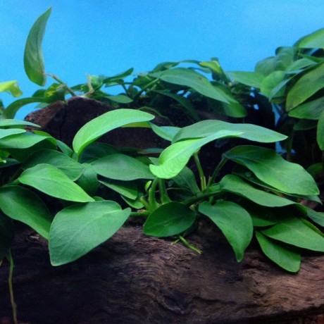 Anubias barteri broad leaf mini EXVITRO