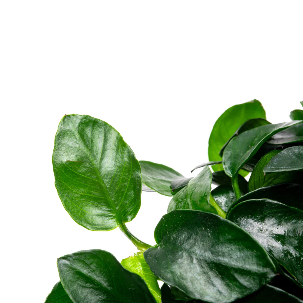 Anubias barteri petite round ADET
