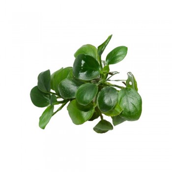 Anubias barteri petite round ADET