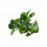 Anubias barteri petite round ADET