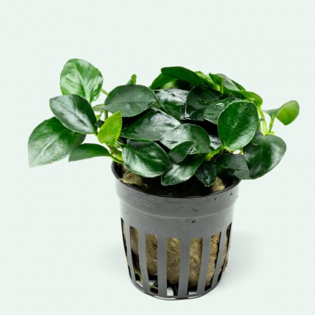 Anubias barteri petite round ADET