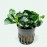 Anubias barteri petite round ADET