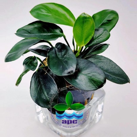 Anubias barteri var nana dark moon ADET