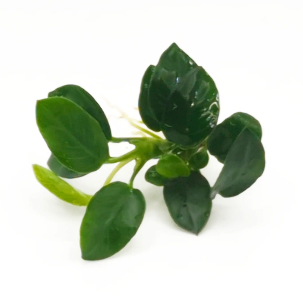 Anubias barteri var nana dark moon ADET