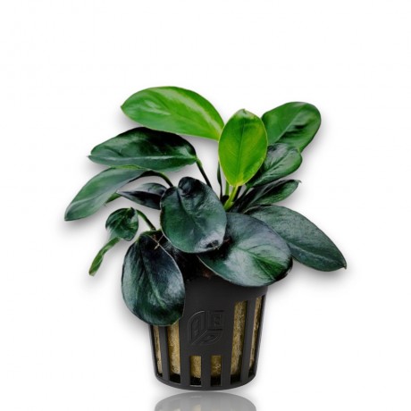 Anubias barteri var nana dark moon ADET