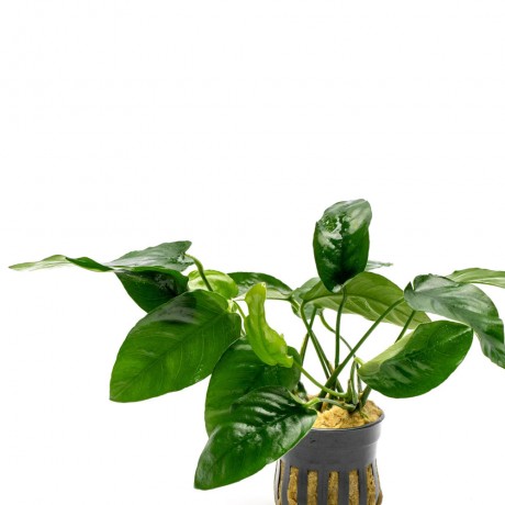 Anubias barteri var nana ovalis ADET