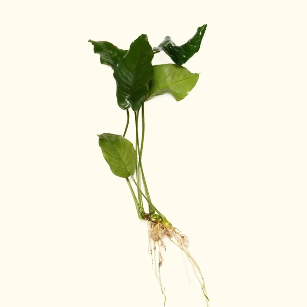 Anubias barteri var nana ovalis ADET