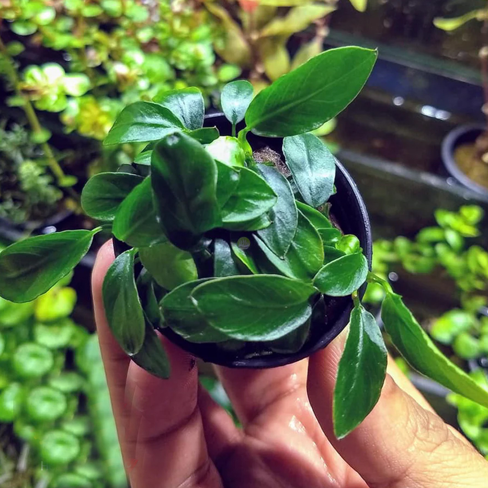 Anubias barteri var nana paxing compacta ADET