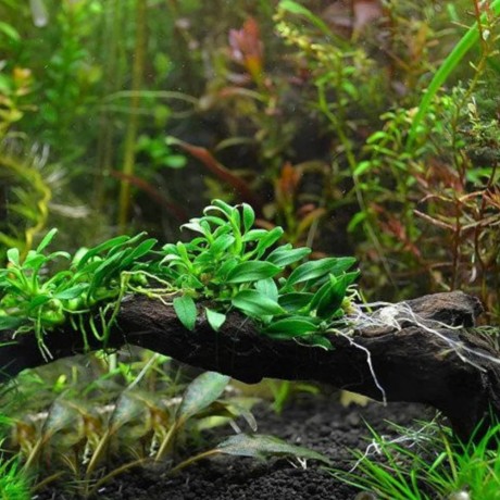 Anubias barteri var nana paxing compacta ADET