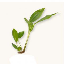 Anubias barteri var nana paxing compacta ADET